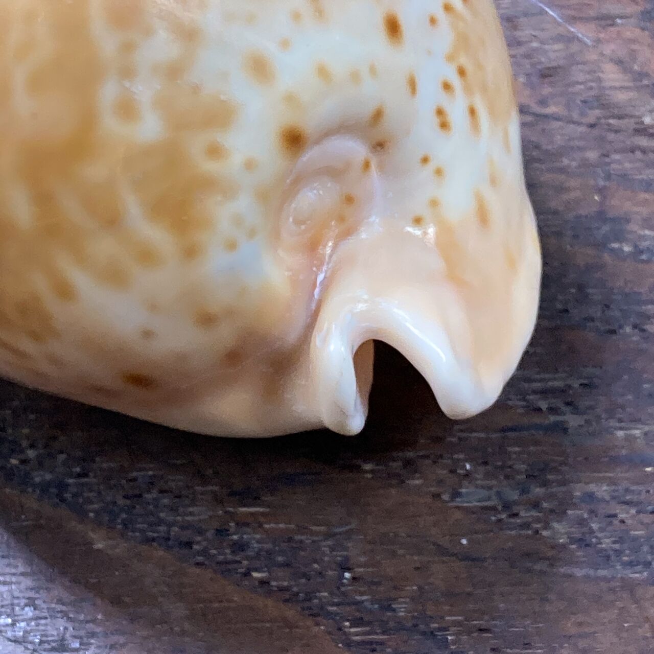 ウスアカネダカラ 老成美個体 貝殻 標本 自然科学 標本 ウスアカネ