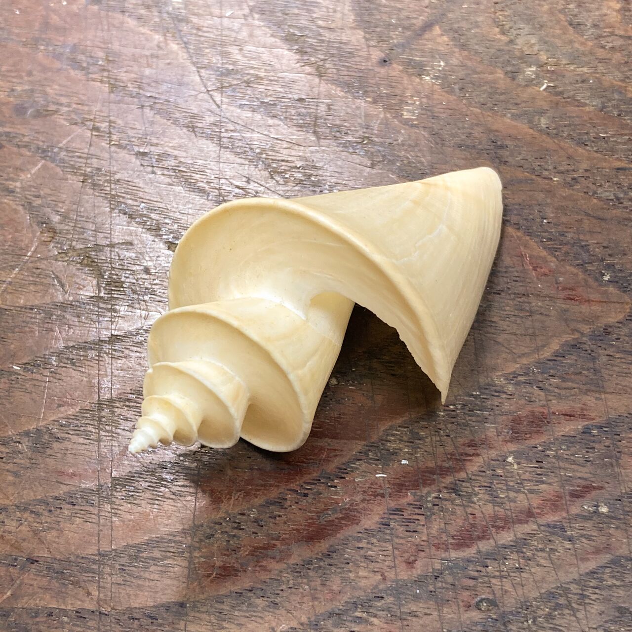 超特大)チマキボラ 貝殻 標本 110mm クダマキガイ科 超特大)チマキボラ