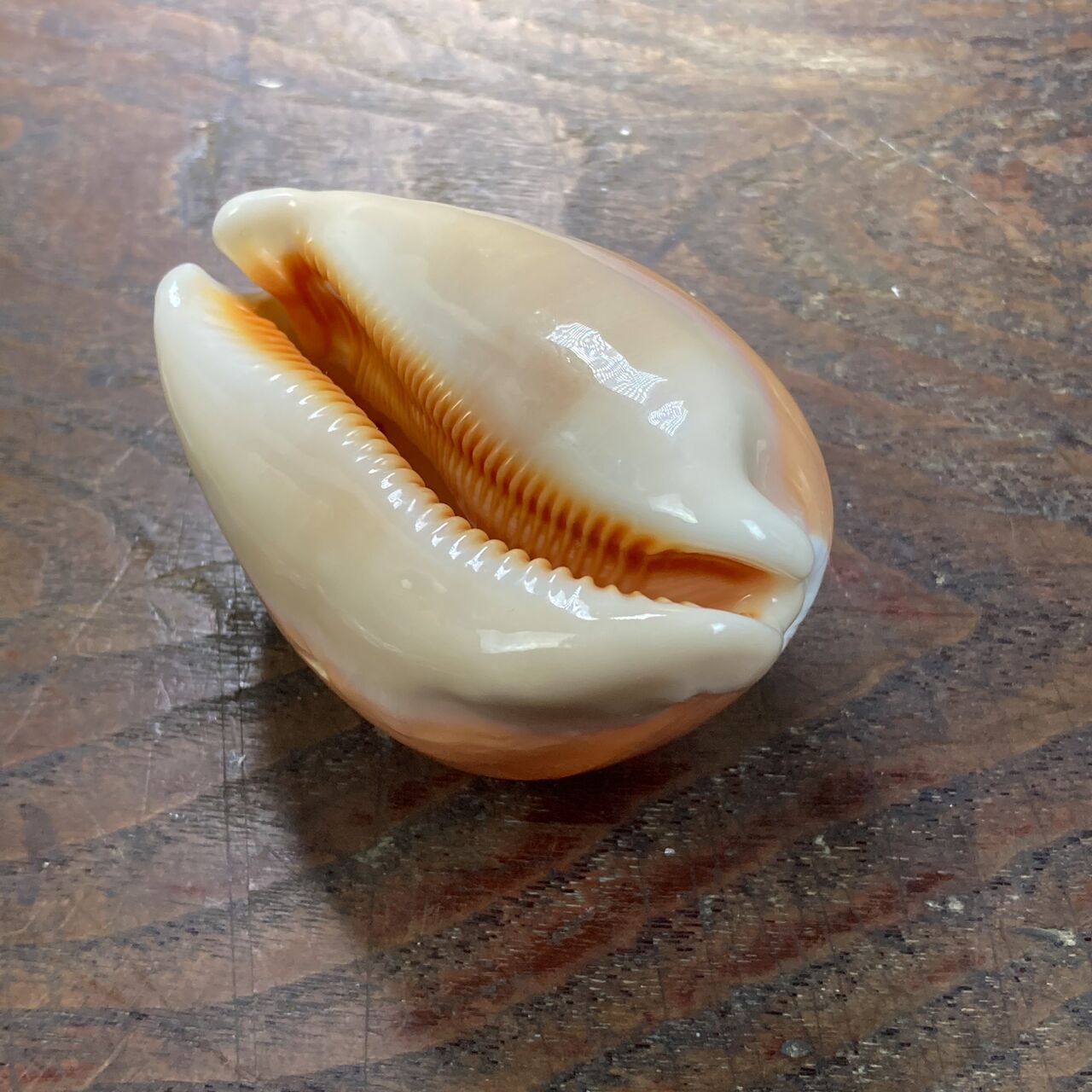 自然・標本 :: 標本 :: ナンヨウダカラ Golden Cowry 82mm ラベルなし