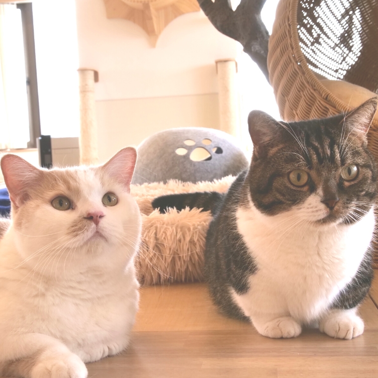 価格改定のお知らせ - マンチカン専門猫カフェ cotanchi(コタん家)