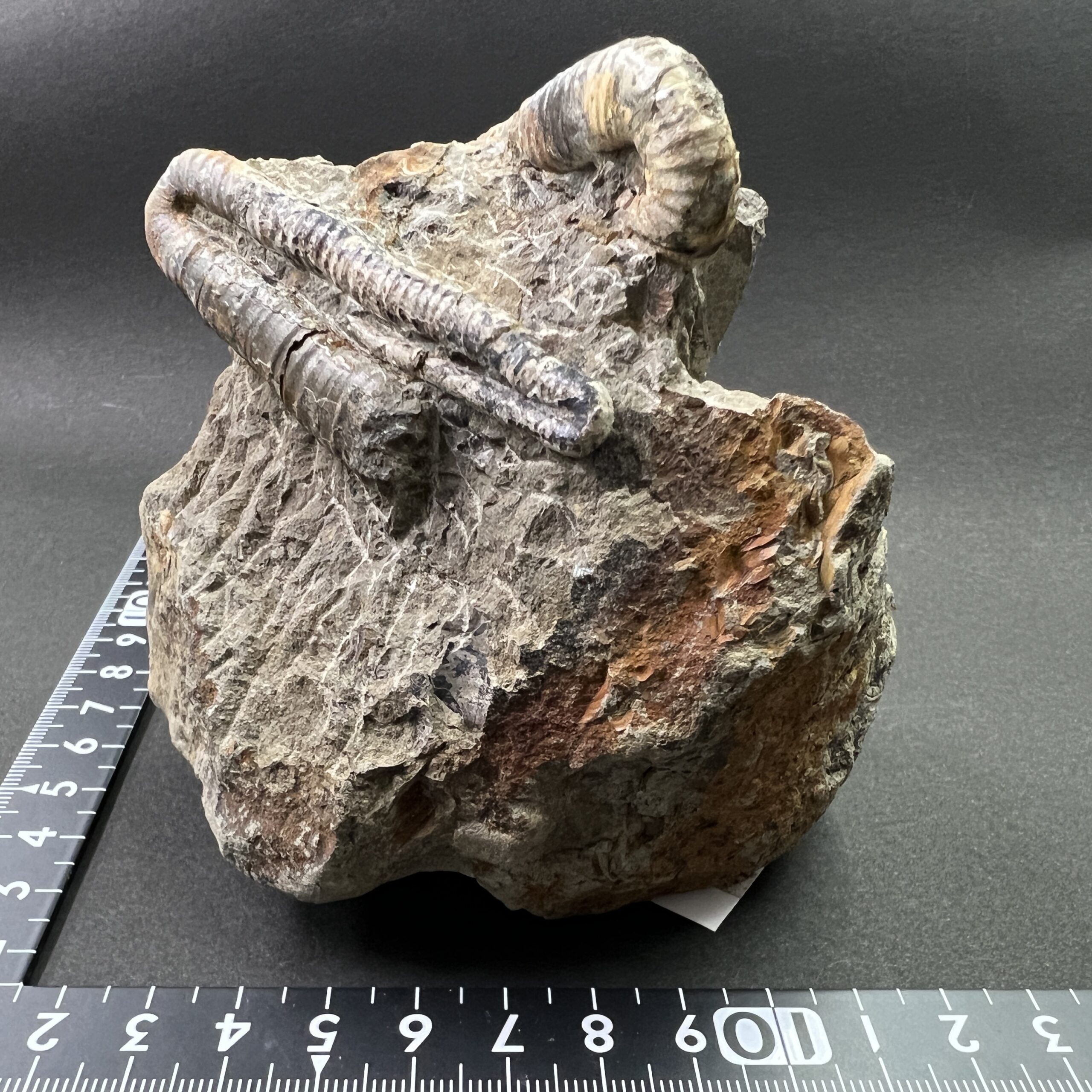 異常巻】ポリプチコセラス / 北海道のアンモナイト | クリスタル