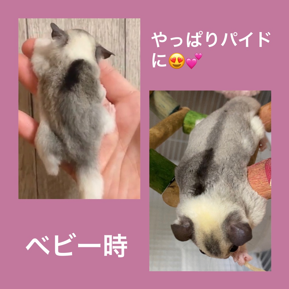 💙出産前のベビーと出産情報💙 | フクロモモンガ販売.ブリーダー九州