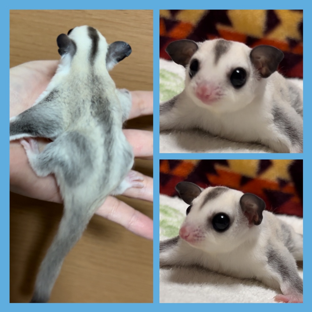 過去販売したベビーたち | フクロモモンガ販売.ブリーダー九州.福岡