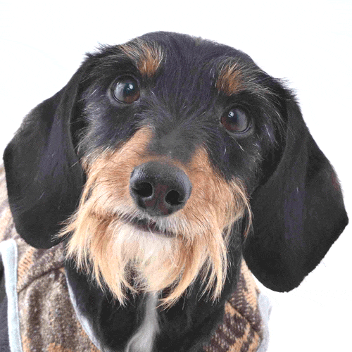 ミニチュアダックスフンドフード、サプリ、服専門店♪ - 銀座のペット