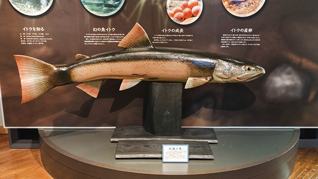 日本の淡水魚で一番巨大な幻の魚「イトウ」を食べる (1/2) :: デイリー