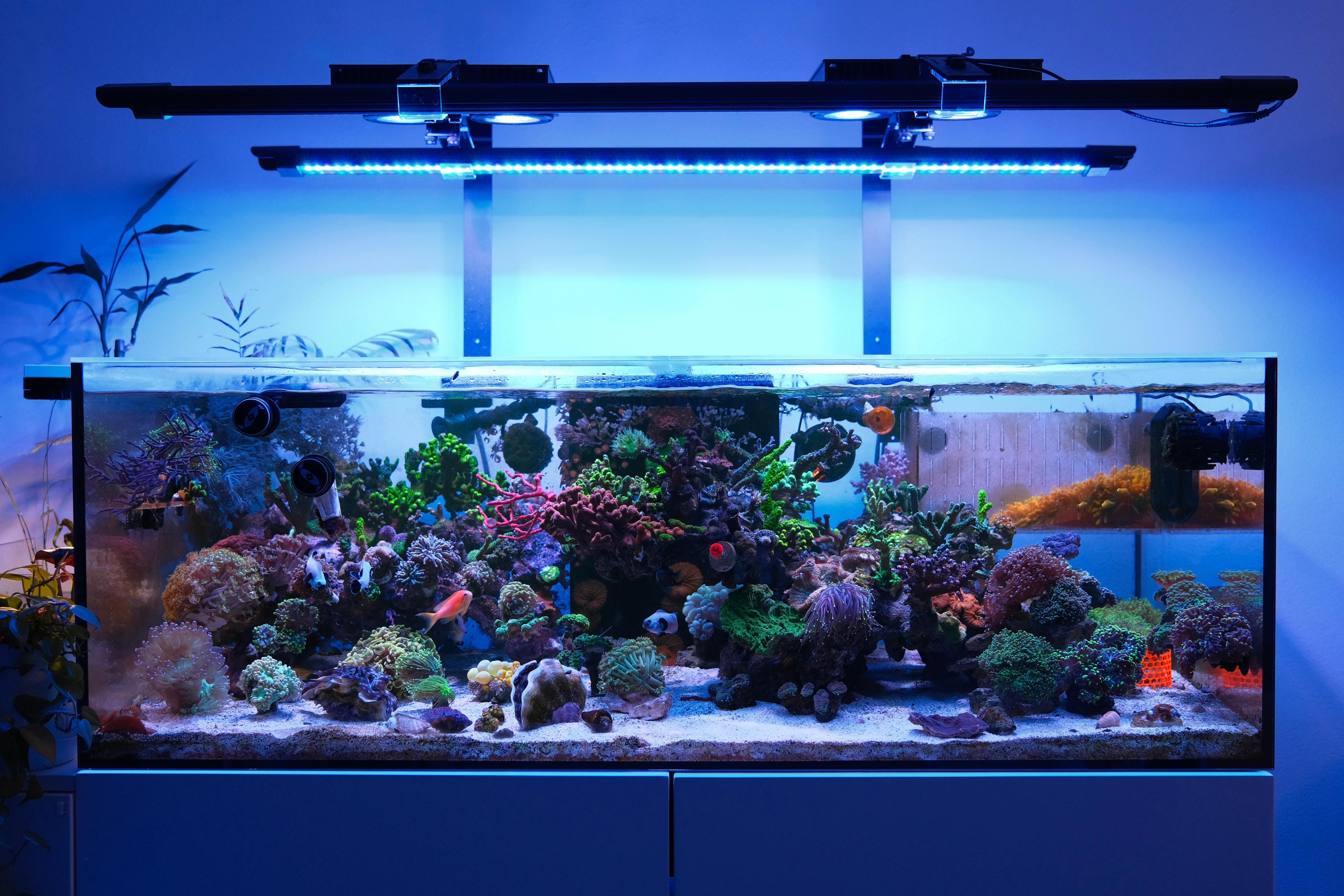 X4 + Rear Arm LED Bundle – Dalua International LLC