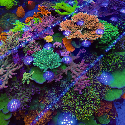 Illumagic X4 – Dalua International LLC