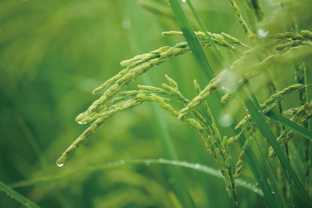 獺祭 未来へ 農家と共に - 獺祭の蔵元｜株式会社 獺祭