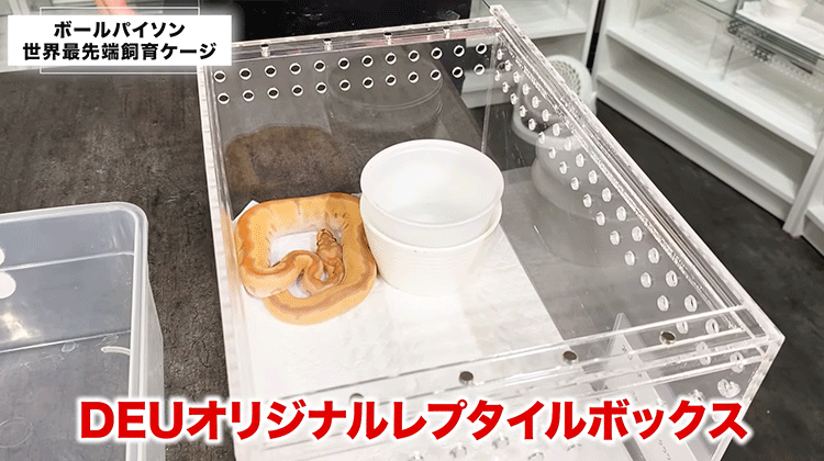 ボールパイソン 飼育ケージ 飼育ケース 2個セット
