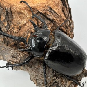 メガソマ最大種!マルス /ゾウカブト 成虫 ♂100～120mmUP ペア 光沢