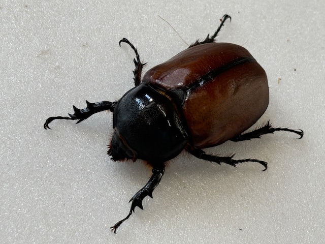 パプア産 サンボンヅノカブト 特大 78mm パプア産 サンボンヅノカブト