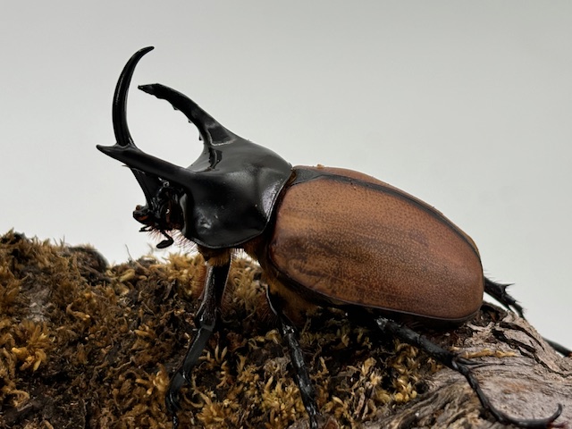 稀少/飼育品! サンボンツノカブト ♂♀ペア WF-1/アルファック産