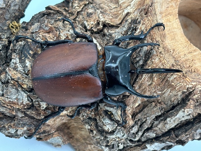 稀少/天然個体! サンボンツノカブト ♂61㎜(L)ペア インドネシア便