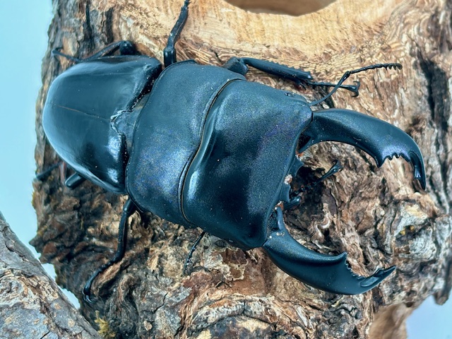 天然スマトラオオヒラタ/ベンクールWD♂70/80/85/90㎜upペア 内歯