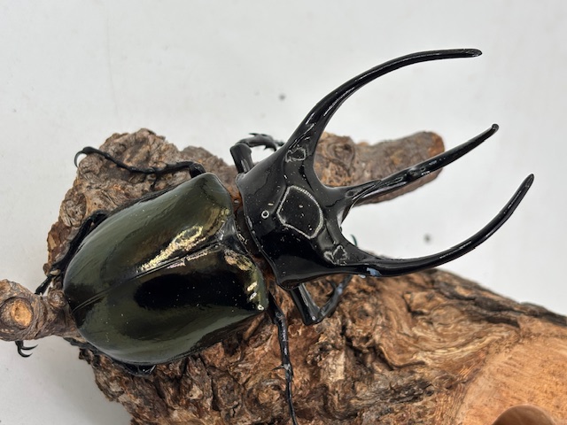 ベトナム便!タイリクコーカサスオオカブト ♂90～115mmUPペア/♀単