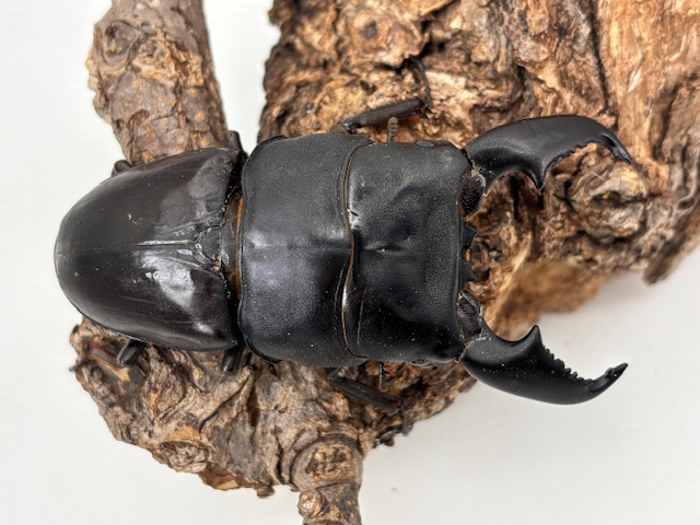 KDT108.3～ ♂102.4-35.6-37.8mm ♀52.6mm(同腹) ギネス2連覇/ZERO-ONE