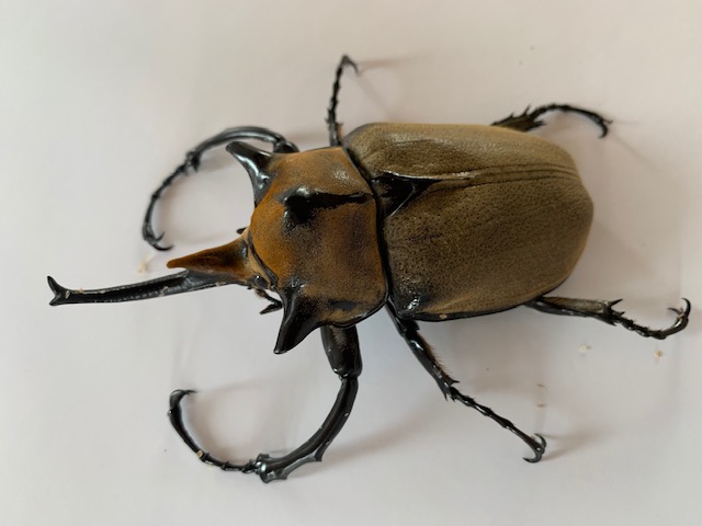 大型種 希少ノゲイラゾウカブト♂109ペア スーパーGマット | D.D.A ism