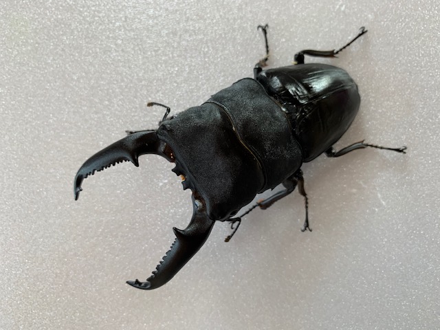 kuniパラワン110.2～ 特大極太♂110.3-35.7-36.2㍉ ♀53.0付き(脅威の