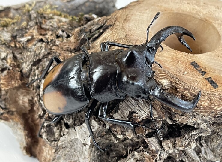 暴れん坊!パリーフタマタ(セアカフタマタ)♂70/80/85/86/87/88㎜upペア