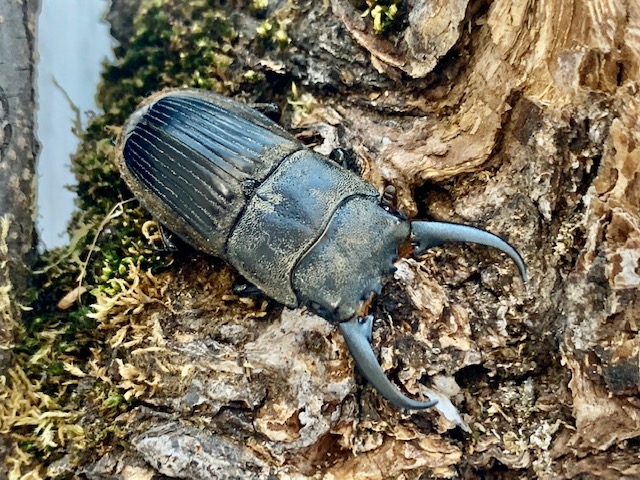 メタリックなフィリピンのカワトンボ バルク品 【公式通販】