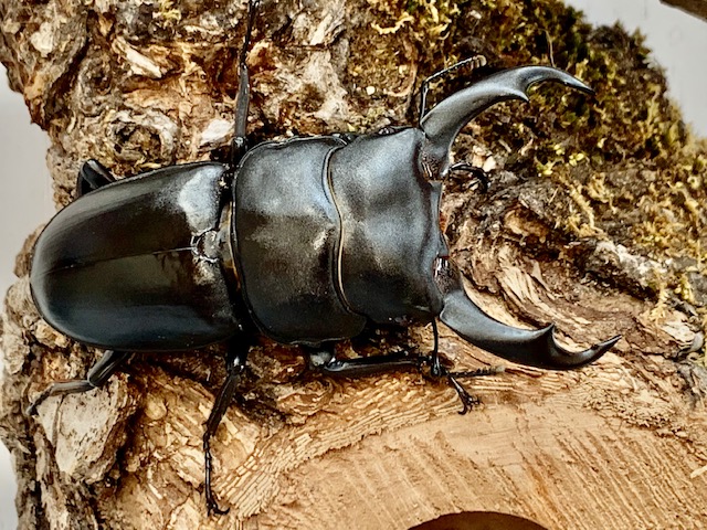シェンクリングオオクワガタペア 標本 希少保護種!シェンクリング