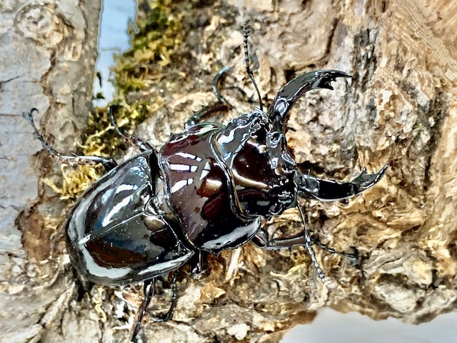 赤系!レギウスオオツヤ♂45/50/55/60/65㎜upペア 赤レギ/カワラ菌床材L