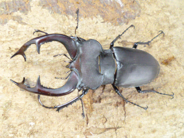 Lucanus cervus judaicus 雄74㍉野外品 Lucanus cervus judaicus 雄74
