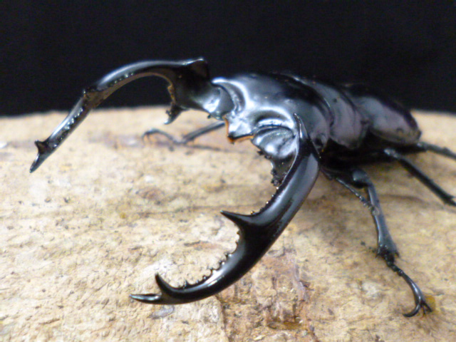 ウエストウッディ