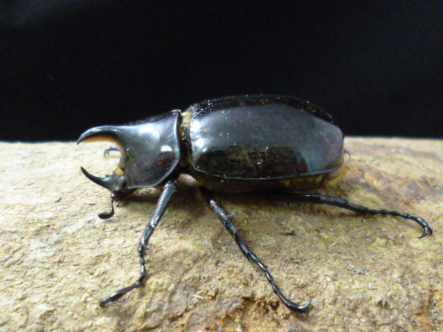 天然からのF1☆モロンシロカブト3令幼虫ペア | Dorcusfarm