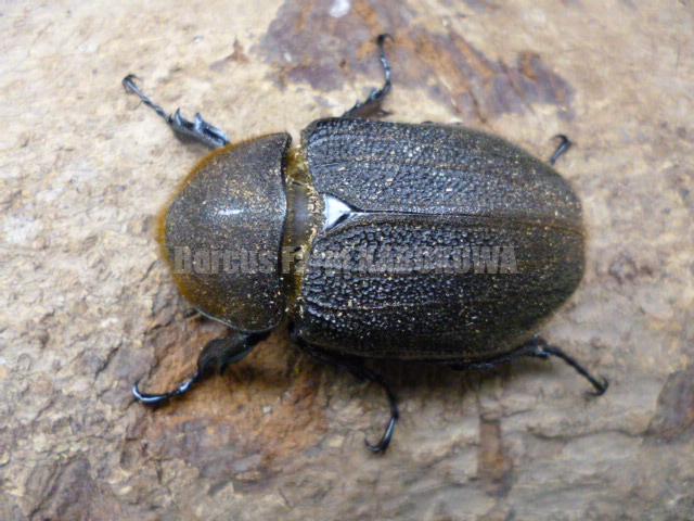 ☆極太極短血統☆超パチセラス☆ヘラクレスヘラクレス☆♂129mm♀62