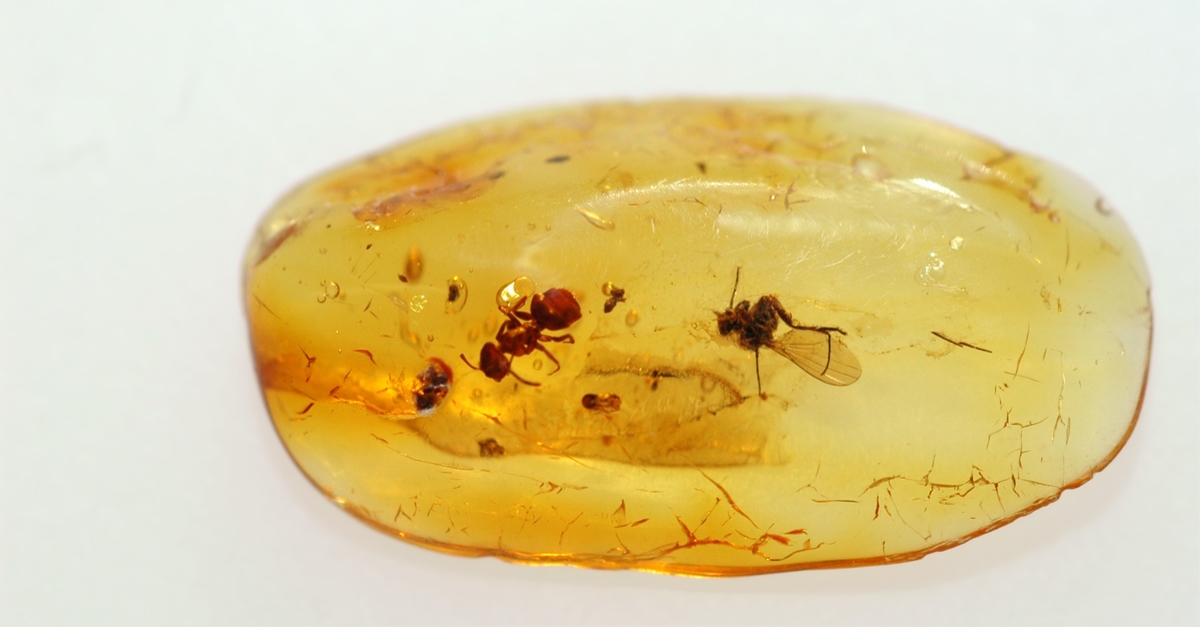虫本琥珀 虫入りアンバー 即納 琥珀 ユニーク 天然石 宝石 化石 楽天