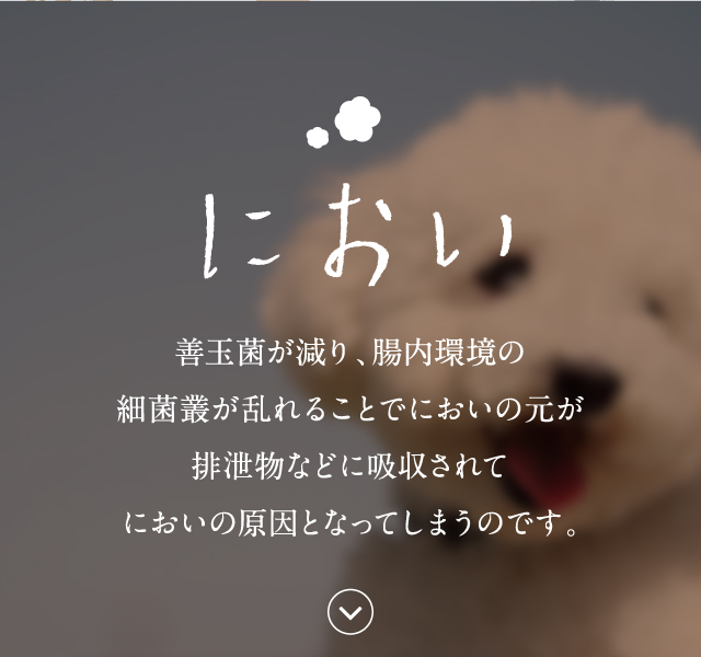 maya❤︎ 新品 このこのごはん 4袋セット 公式】このこのごはん