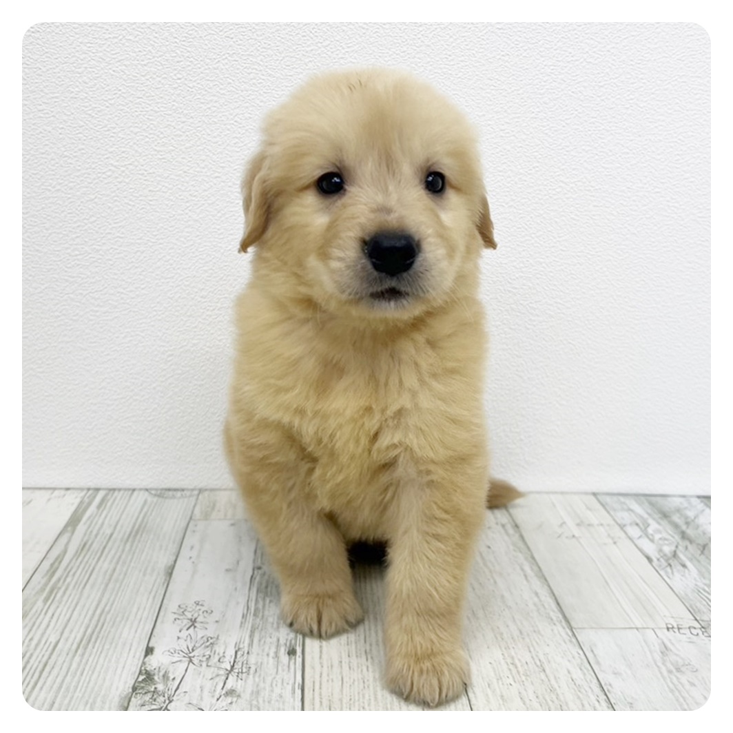 かわいい犬「ゴールデンレトリバー」「シュナウザー」「トイプ