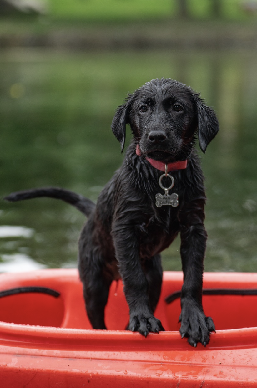 濃い色味、黒系 犬の服 【公式通販】