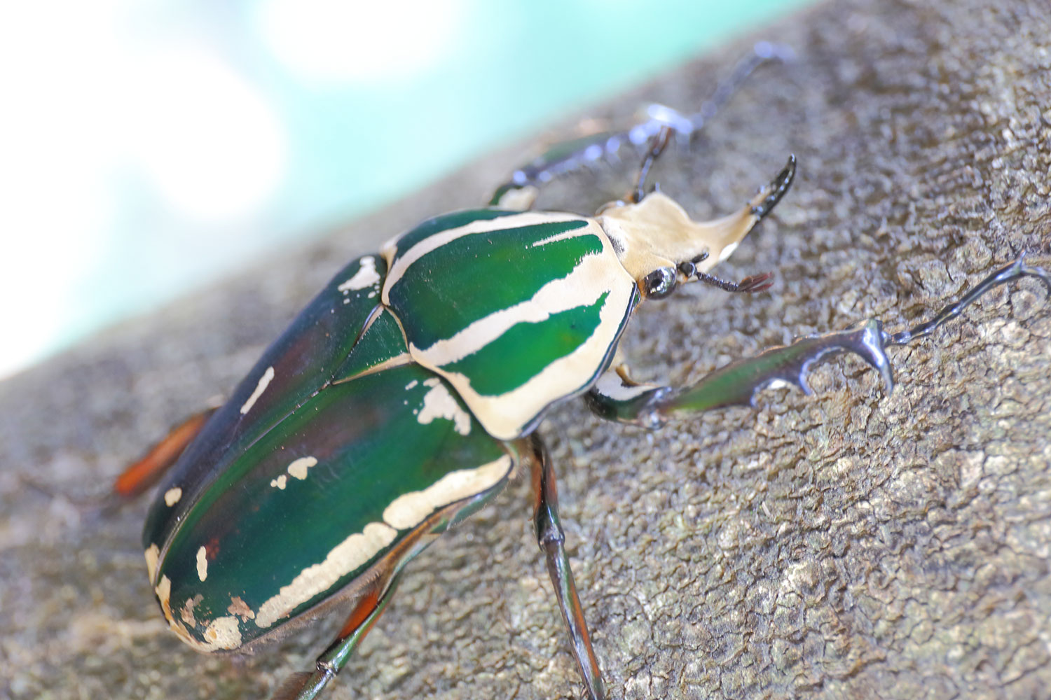 メキシコ産 テナガハナムグリ 25mm はなむぐり様専用商品