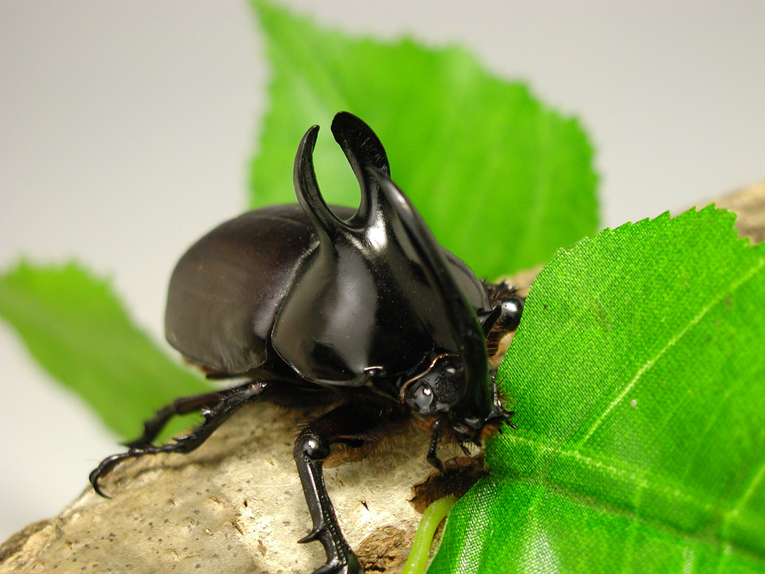 標本 ゴホンヅノカブト ヒメカブト 未検品 ゴホンツノカブト｜ドルクス