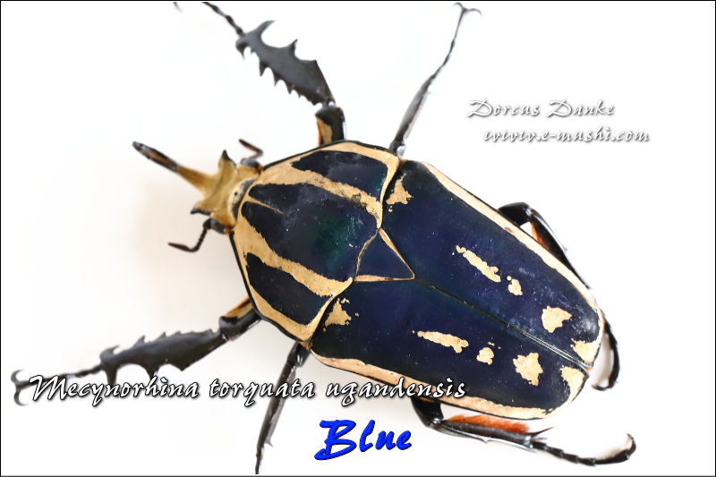 ウガンダ ウガンデンシス トルクアータポギー 全てC品 ウガンダ