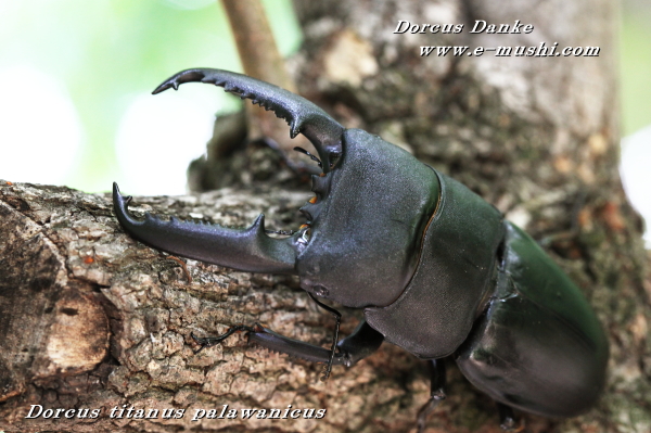 極レア】 パラワンオオヒラタクワガタ 112.9ミリ 【極レア】 パラワン