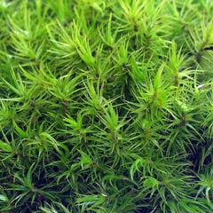 dショッピング |（食虫植物） 苔テラリウム ハエトリソウ ガラスボトル