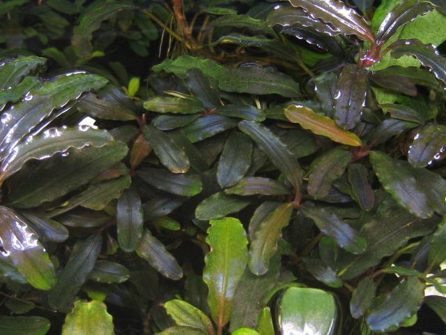 水草 Bucephalandra sp. Silat Cricle 水草 Bucephalandra sp. Silat