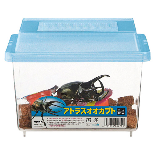 アトラスオオカブトセット(オス1匹) - 株式会社ミタニ