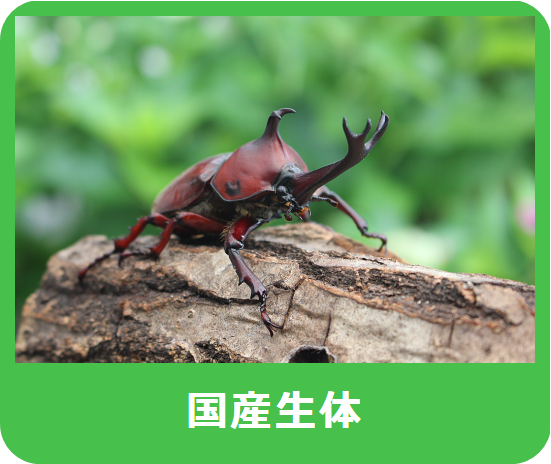 貴重】韓国産クワガタ標本セット 7/29韓国産 - PLANET OF BEETLE