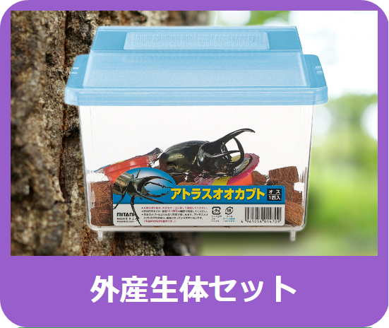 プラケース 特大 フラット - 株式会社ミタニ