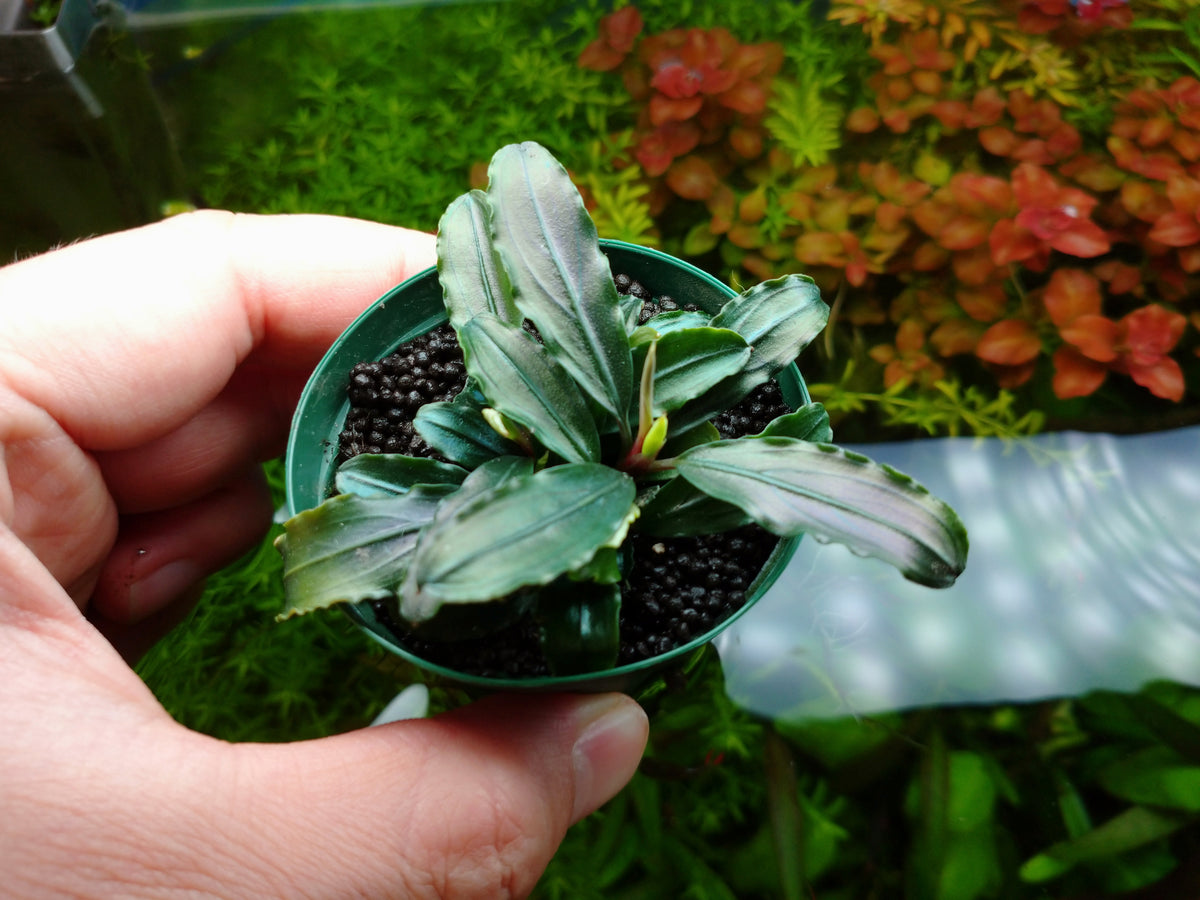 ニコ E.ホレマニーヴェルデ1株と座標軸1株のセット ニコ E.ホレマニー