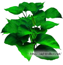 アヌビアス・バルテリー・バー・バルテリー | 超水草図鑑