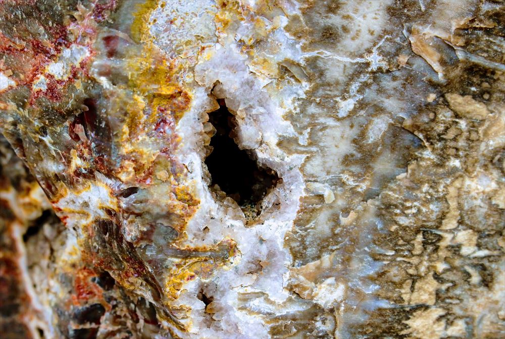 太古の世界へタイムスリップ！化石の森国立公園の見どころと珪化木の