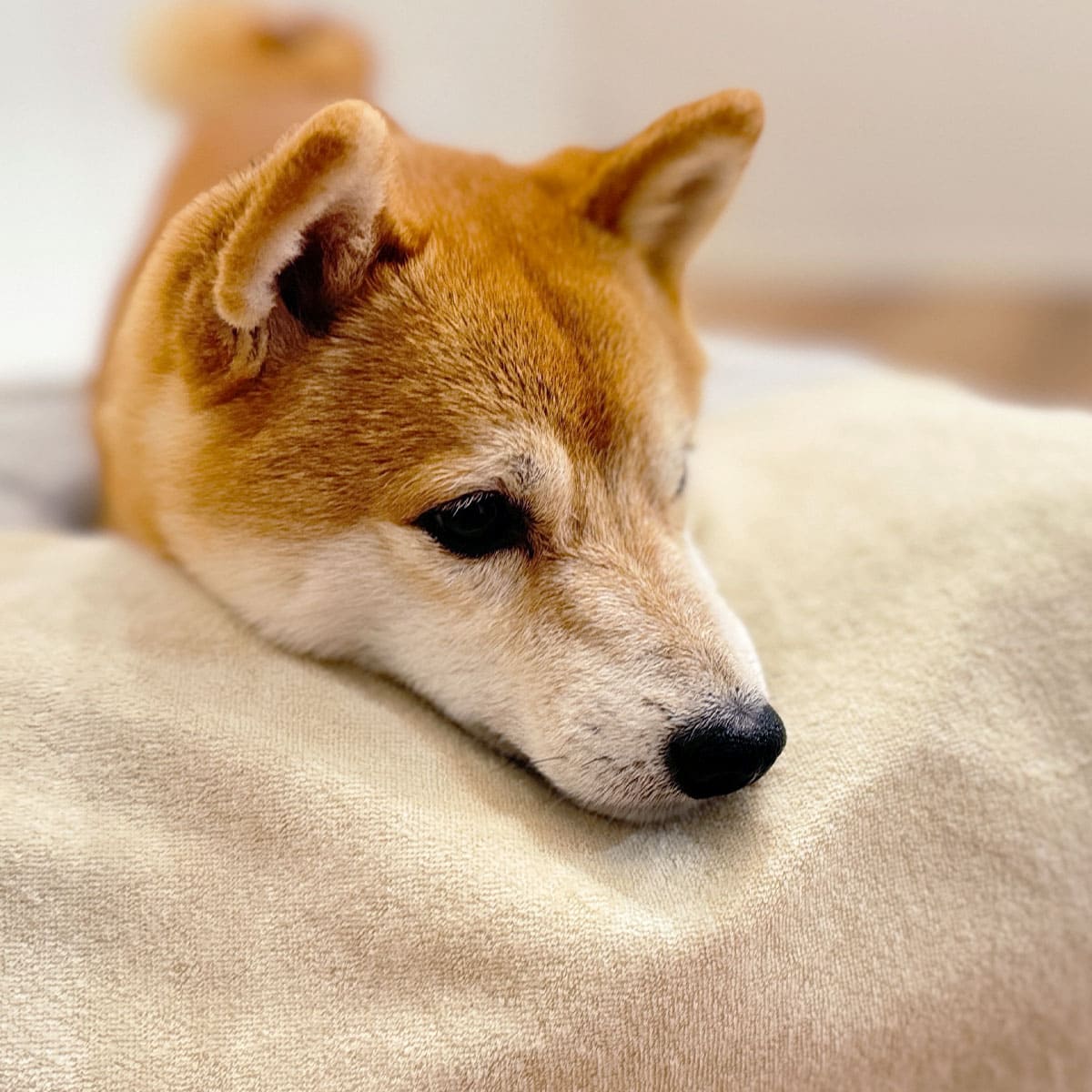 誤嚥・床ずれ防止 E字型 介護用ドッグベッド 防水カバー付き | 寝具