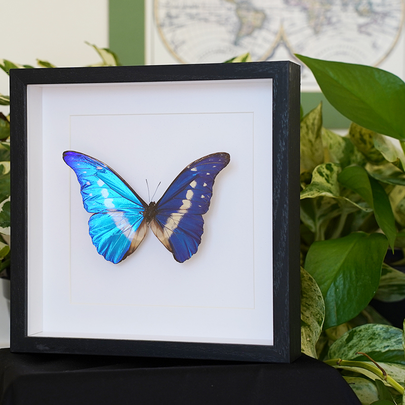 Helena Morpho ~ Morpho helena - Entiques