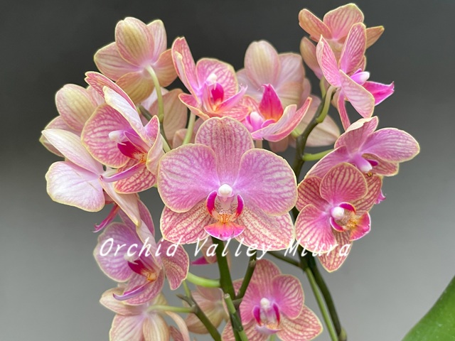 アイボリーコースト産レギウスオオツノハナムグリ98mm