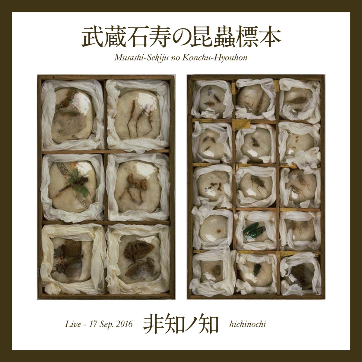 武蔵石寿の昆蟲標本 | 非知ノ知 hichinochi | 非知ノ知